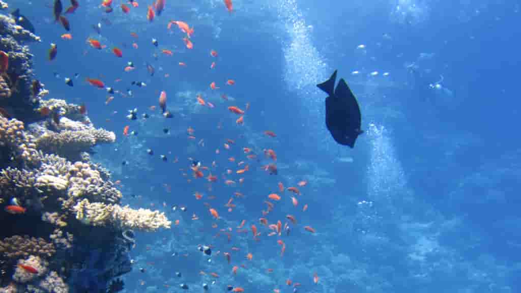 El sedal de pesca muestra los intrincados movimientos de los peces mientras  se deslizan a través de su hábitat sumergido anzuelo perca aparejos sedal  de pesca equipo de cebo flotador spinne generado