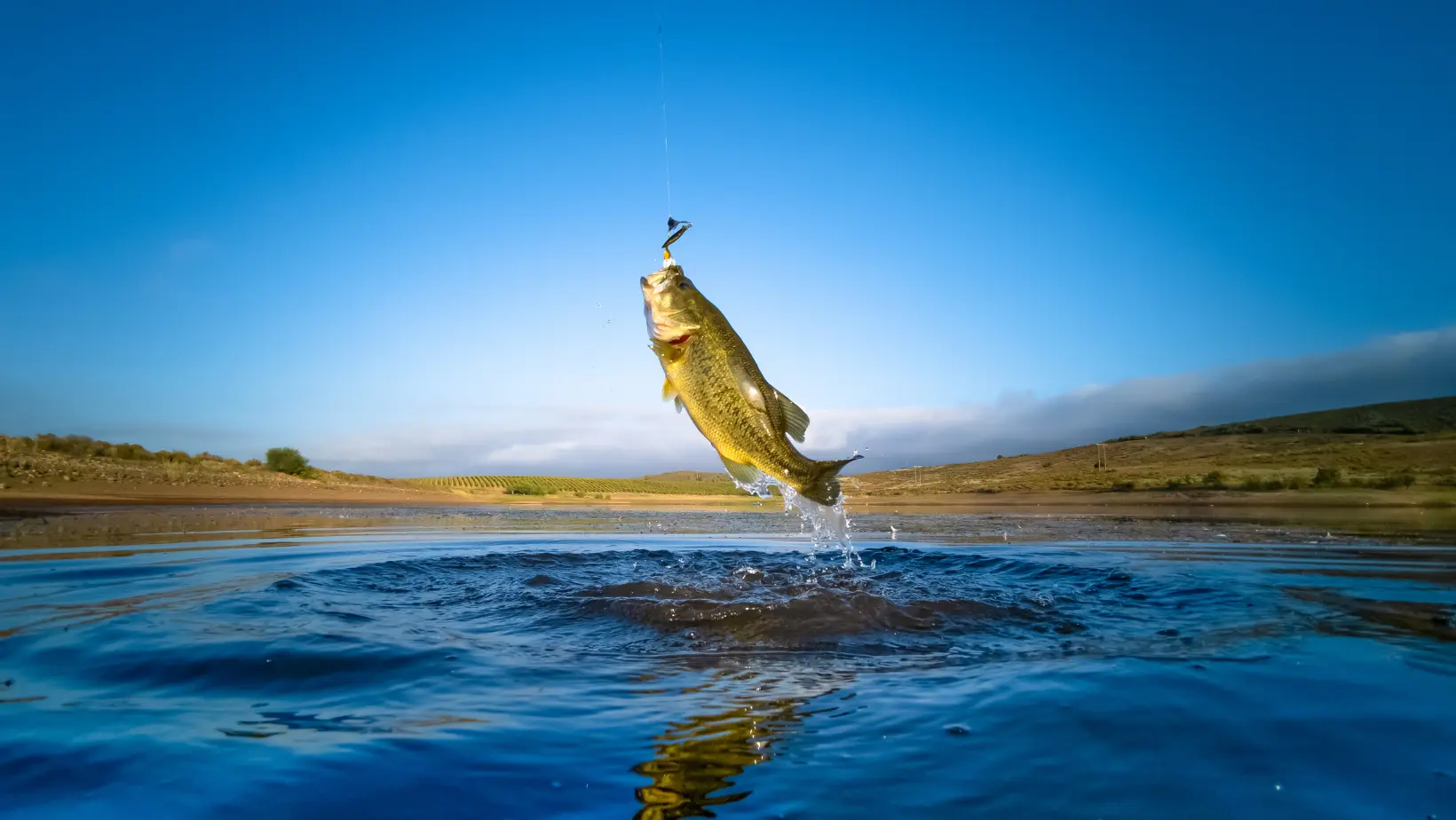 Guía para Principiantes: Trucos de Pesca Black Bass - De Pesca & Anzuelo